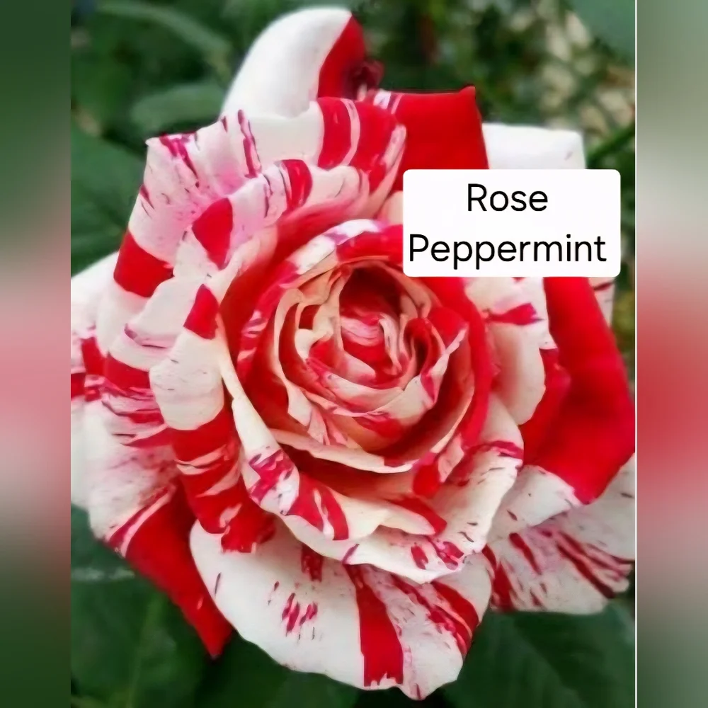 LAST ONE!   Hand Crafted Foot Balm 2oz Tin Assorted Scents - Picture 2 of 16